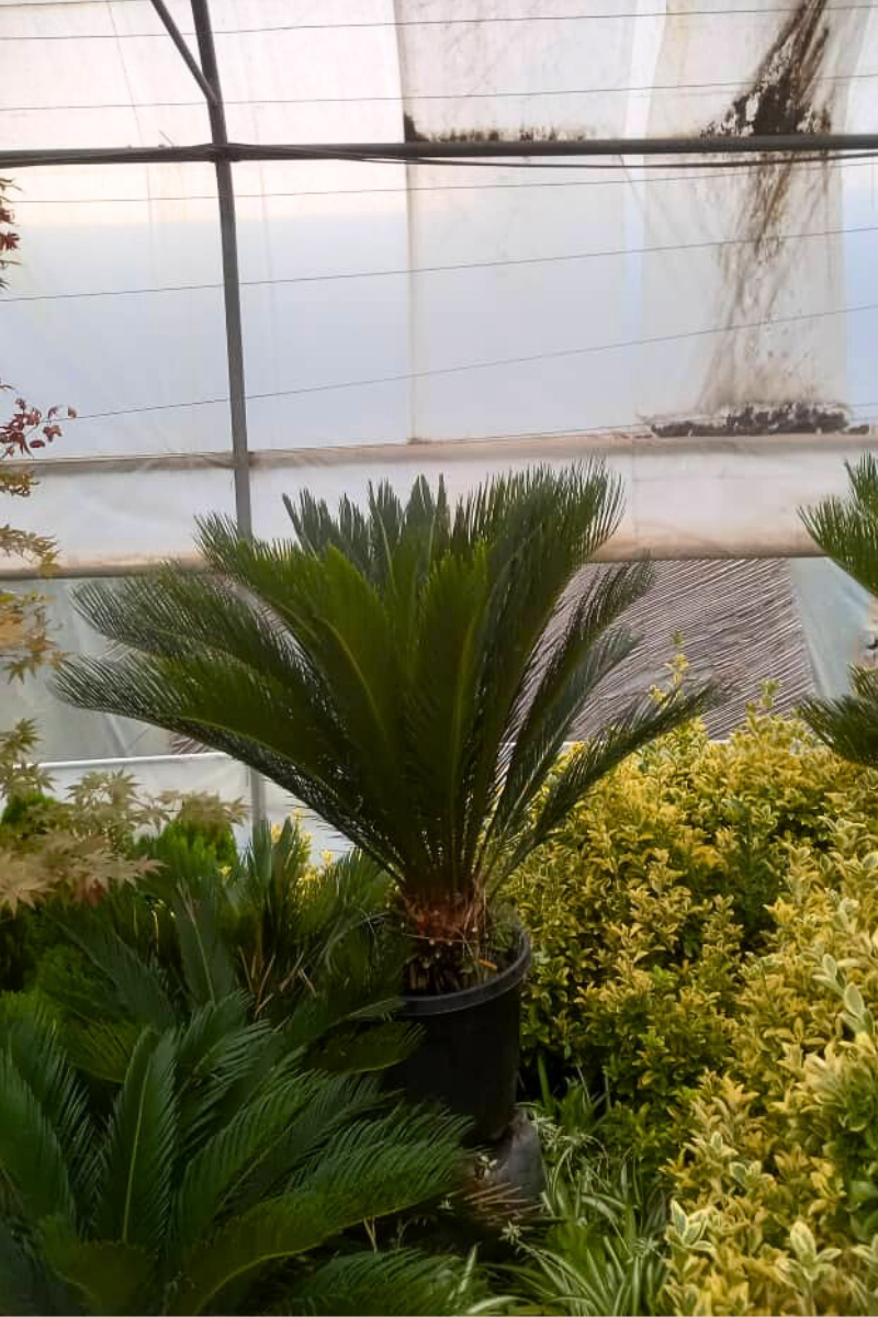 سیکاس