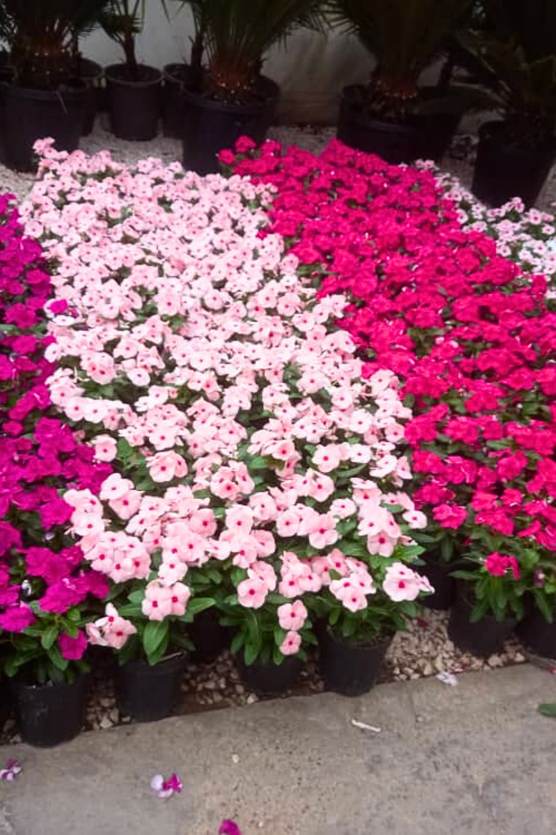سرمه و سرمه دان پریوش 